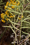 Flat-top goldentop